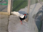 Kép